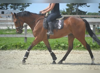 Andere Rassen, Ruin, 7 Jaar, 168 cm, Bruin