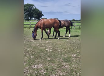 Andere Rassen, Ruin, 7 Jaar, 168 cm, Bruin