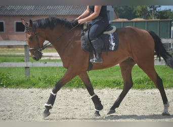 Andere Rassen, Ruin, 7 Jaar, 168 cm, Bruin