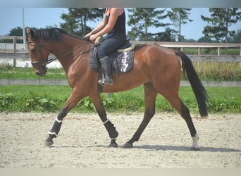 Andere Rassen, Ruin, 7 Jaar, 168 cm, Bruin