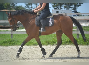 Andere Rassen, Ruin, 7 Jaar, 168 cm, Bruin