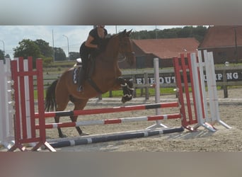 Andere Rassen, Ruin, 7 Jaar, 168 cm, Bruin