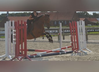Andere Rassen, Ruin, 7 Jaar, 168 cm, Bruin