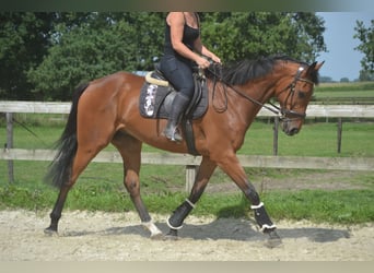Andere Rassen, Ruin, 7 Jaar, 168 cm, Bruin