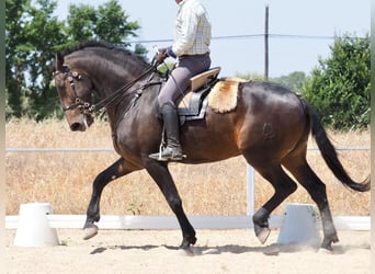 Andere Rassen, Ruin, 7 Jaar, 170 cm, Bruin