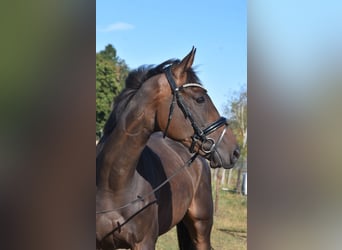 Andere Rassen, Ruin, 7 Jaar, 170 cm, Donkerbruin