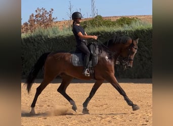 Andere Rassen Mix, Ruin, 7 Jaar, 173 cm, Donkere-vos