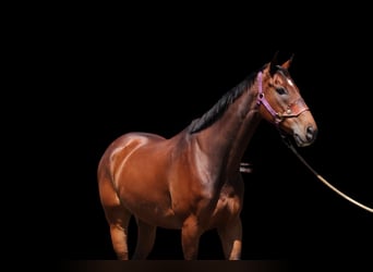 Andere Rassen, Ruin, 7 Jaar, Roodbruin