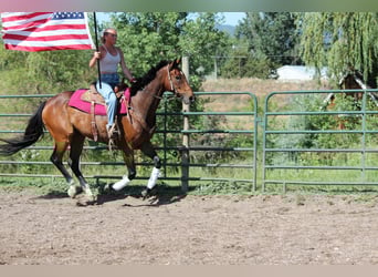 Andere Rassen, Ruin, 7 Jaar, Roodbruin