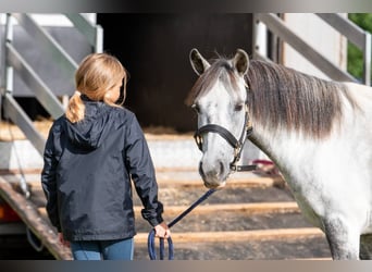 Andere Rassen Mix, Ruin, 8 Jaar, 123 cm, Zwartschimmel