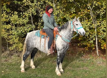 Andere Rassen, Ruin, 8 Jaar, 142 cm, Appelschimmel
