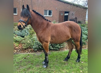 Andere Rassen, Ruin, 8 Jaar, 145 cm, Bruin