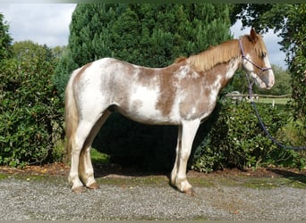 Andere Rassen, Ruin, 8 Jaar, 145 cm, Overo-alle-kleuren