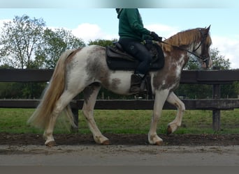 Andere Rassen, Ruin, 8 Jaar, 145 cm, Overo-alle-kleuren
