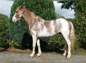 Andere Rassen, Ruin, 8 Jaar, 145 cm, Overo-alle-kleuren