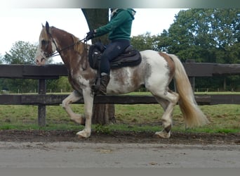 Andere Rassen, Ruin, 8 Jaar, 145 cm, Overo-alle-kleuren