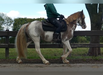 Andere Rassen, Ruin, 8 Jaar, 145 cm, Overo-alle-kleuren