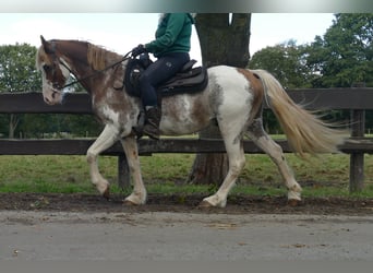 Andere Rassen, Ruin, 8 Jaar, 145 cm, Overo-alle-kleuren