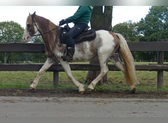Andere Rassen, Ruin, 8 Jaar, 145 cm, Overo-alle-kleuren