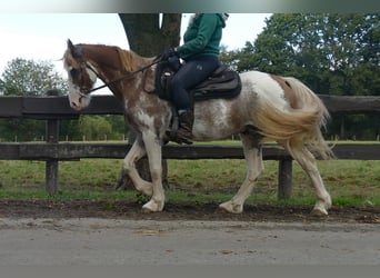 Andere Rassen, Ruin, 8 Jaar, 145 cm, Overo-alle-kleuren