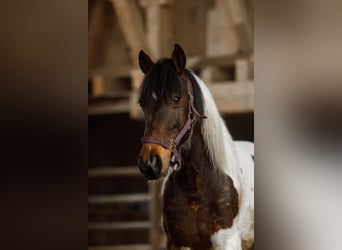 Andere Rassen, Ruin, 8 Jaar, 146 cm, Gevlekt-paard