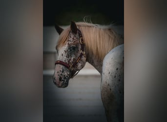 Andere Rassen, Ruin, 8 Jaar, 147 cm, Appaloosa
