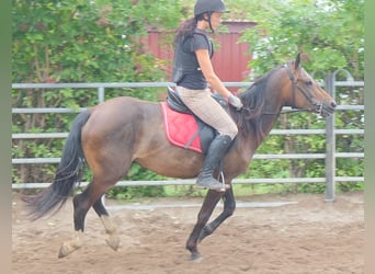Andere Rassen, Ruin, 8 Jaar, 148 cm, Donkerbruin