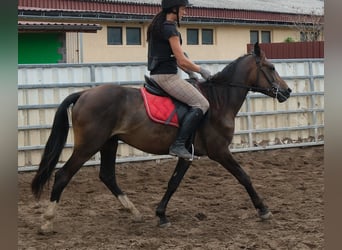 Andere Rassen, Ruin, 8 Jaar, 148 cm, Donkerbruin