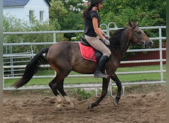 Andere Rassen, Ruin, 8 Jaar, 148 cm, Donkerbruin