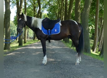Andere Rassen, Ruin, 8 Jaar, 151 cm, Gevlekt-paard