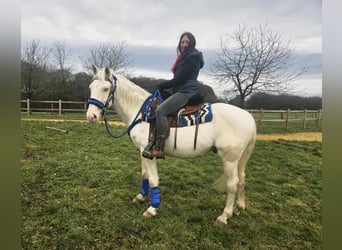 Andere Rassen, Ruin, 8 Jaar, 153 cm, Cremello