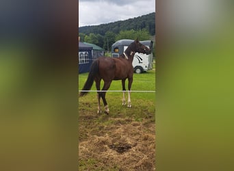 Andere Rassen, Ruin, 8 Jaar, 155 cm, Gevlekt-paard