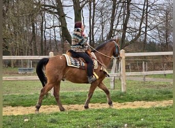 Andere Rassen, Ruin, 8 Jaar, 157 cm, Bruin