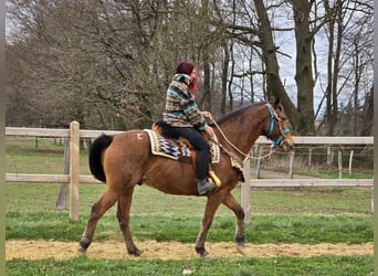 Andere Rassen, Ruin, 8 Jaar, 157 cm, Bruin