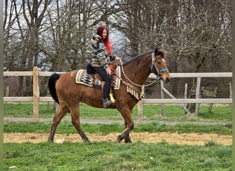 Andere Rassen, Ruin, 8 Jaar, 157 cm, Bruin