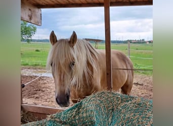 Andere Rassen Mix, Ruin, 8 Jaar, 160 cm, Palomino