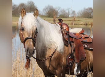 Andere Rassen Mix, Ruin, 8 Jaar, 160 cm, Palomino