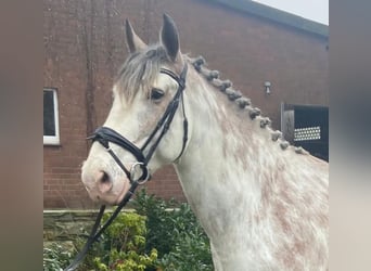 Andere Rassen, Ruin, 8 Jaar, 163 cm, Gevlekt-paard