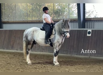 Andere Rassen, Ruin, 8 Jaar, 163 cm, Schimmel