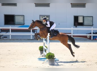 Andere Rassen, Ruin, 8 Jaar, 165 cm, Bruin
