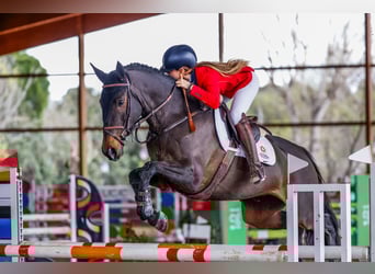 Andere Rassen Mix, Ruin, 8 Jaar, 170 cm, Donkerbruin