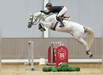Andere Rassen, Ruin, 8 Jaar, 171 cm, Schimmel