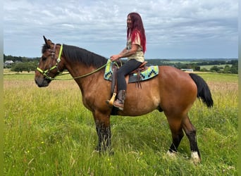 Andere Rassen, Ruin, 8 Jaar, 177 cm, Bruin
