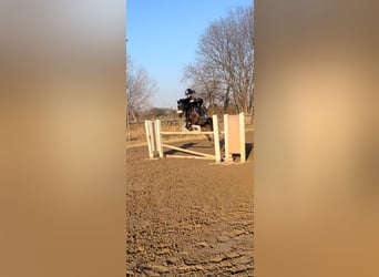 Andere Rassen Mix, Ruin, 9 Jaar, 136 cm, Donkerbruin