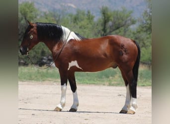 Andere Rassen, Ruin, 9 Jaar, 143 cm, Gevlekt-paard