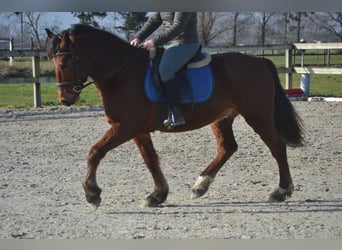 Andere Rassen, Ruin, 9 Jaar, 151 cm, Bruin
