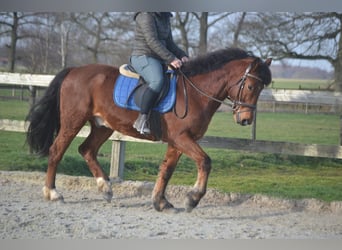 Andere Rassen, Ruin, 9 Jaar, 151 cm, Bruin