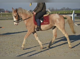 Andere Rassen, Ruin, 9 Jaar, 152 cm, Gevlekt-paard