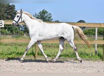 Andere Rassen, Ruin, 9 Jaar, 152 cm, Schimmel