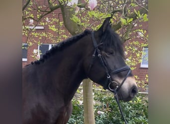 Andere Rassen, Ruin, 9 Jaar, 155 cm, Bruin